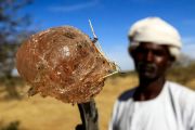 تستحوذ السودان على النسبة الأعلى من تجارة الصمغ عالميًا (AFP)